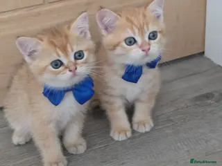 British Shorthair cats British Shorthair Golden Chinchilla Kittens - Advert 1