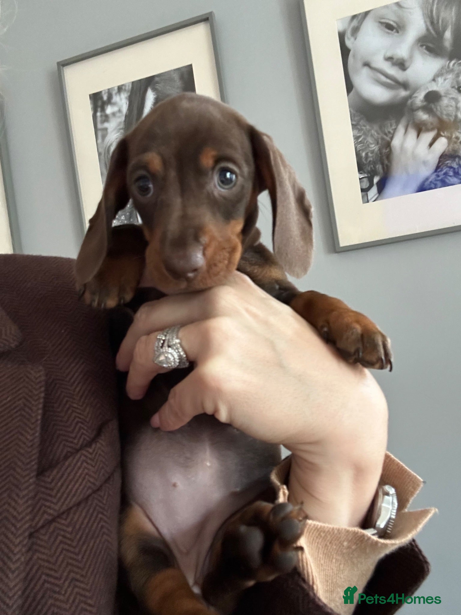 Miniature Dachshund dogs LAST 3 Miniature Daschshund Puppies Ready to go - Advert 2