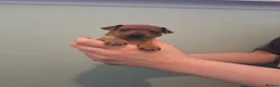 Miniature Pinscher dogs for sale: Adorable Miniature Pinscher Puppies  in Peterhead - Advert 14