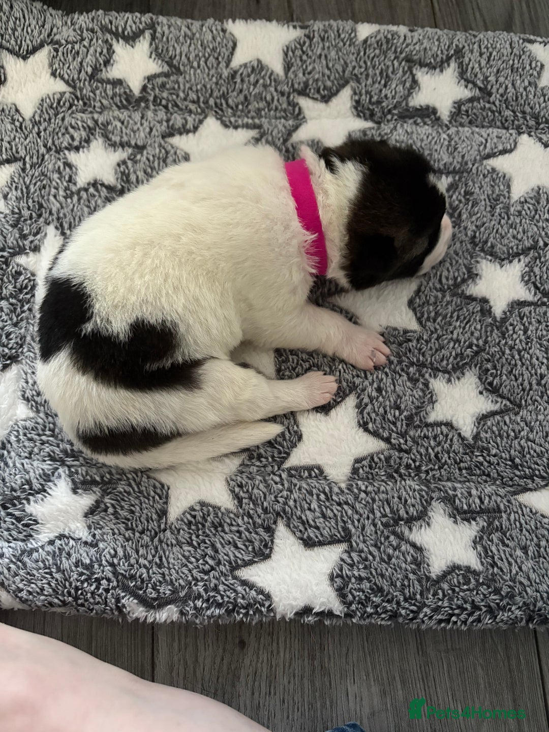 Akita dogs for sale: Akita pups Ready to leave 1st August  in Runcorn - Image 12