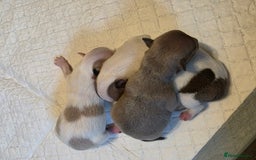 Chihuahua dogs for sale: Chihauhau puppies ready early November - Image 5