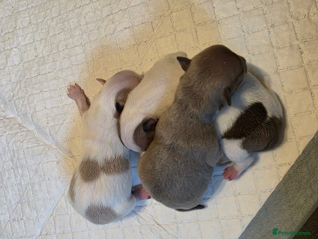 Chihuahua dogs for sale: Chihauhau puppies ready early November - Image 5