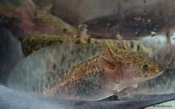 Axolotl reptiles for sale: Axolotls  - Image 24