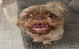 Shih Tzu dogs for stud: Davey Pure Bred Imperial Shih Tzu - Image 1