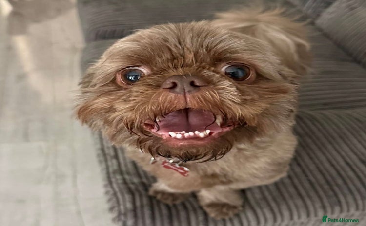 Shih Tzu dogs - Advert 1