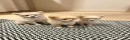 Pomeranian dogs for sale: Pomeranian puppies ready now  - Advert 3