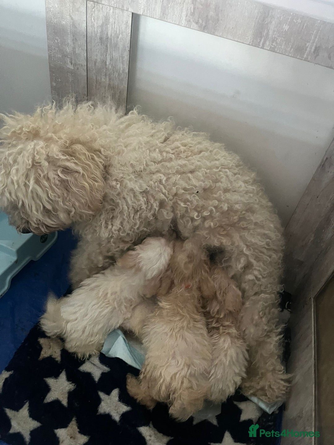 Bichon Frise dogs for sale: Bichon Frise Puppies For Sale - Image 8