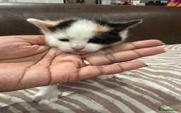 British Shorthair cats for sale: British Shorthair Kittens – Black & White & Beige - Image 15