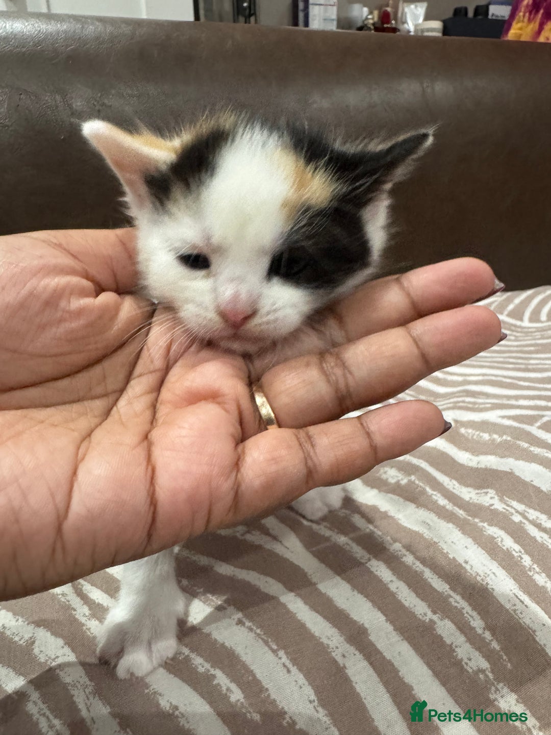 British Shorthair cats for sale: British Shorthair Kittens – Black & White & Beige - Image 15