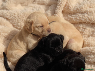 Labrador Retriever dogs - Advert 3