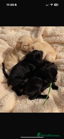 Labrador Retriever dogs - Advert 8