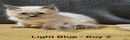 Ragdoll cats for sale: 😻 Ragdoll Kitten 😻 - Advert 10