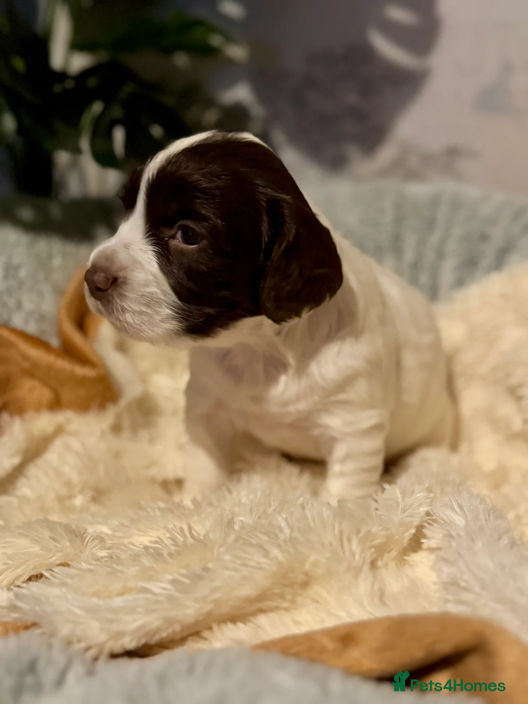 Sprocker dogs for sale: Beautiful Sprocker Spaniel pups  - Advert 15