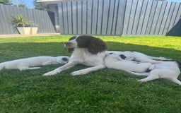 English Springer Spaniel dogs for sale: ✨ Working English Springer Spaniel Puppies ✨ - Image 28