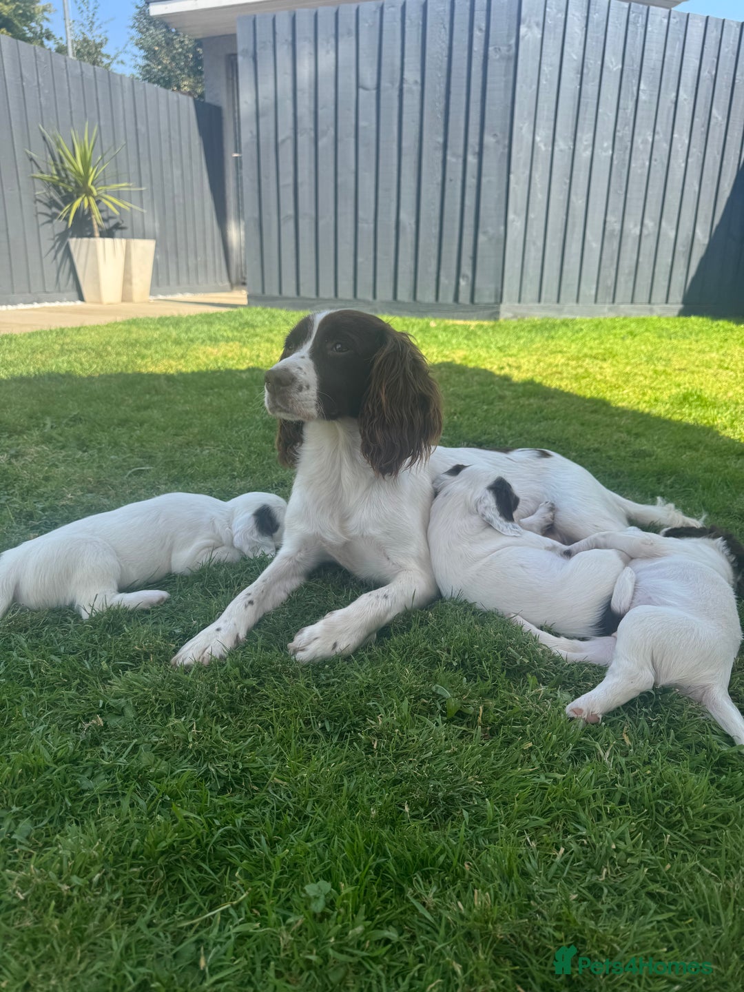 English Springer Spaniel dogs for sale: ✨ Working English Springer Spaniel Puppies ✨ - Image 28