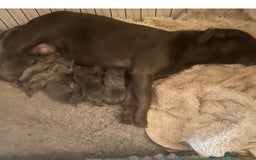 Staffordshire Bull Terrier dogs for sale: Blue Staffordshire Bull Terrier puppies - Image 2