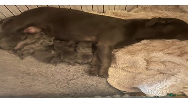 Staffordshire Bull Terrier dogs - Advert 15