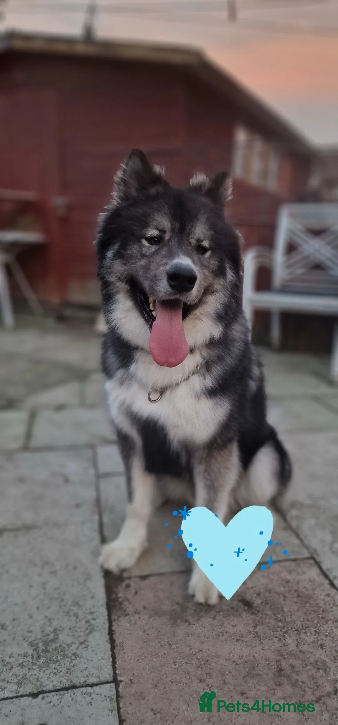 Huskita dogs for sale: Ronnie - Advert 5