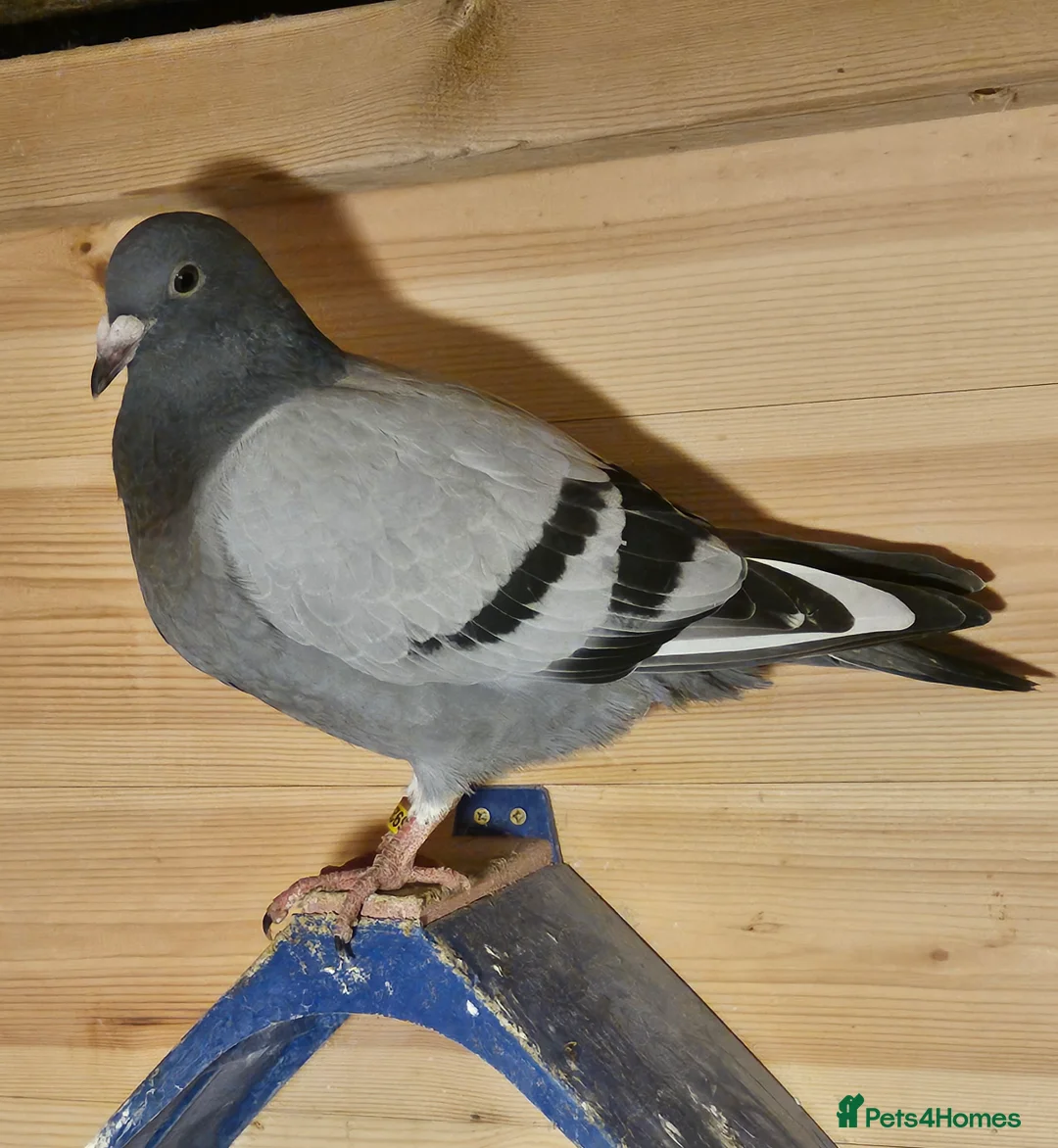 Pigeons birds for sale: Racing pigeons - Advert 7