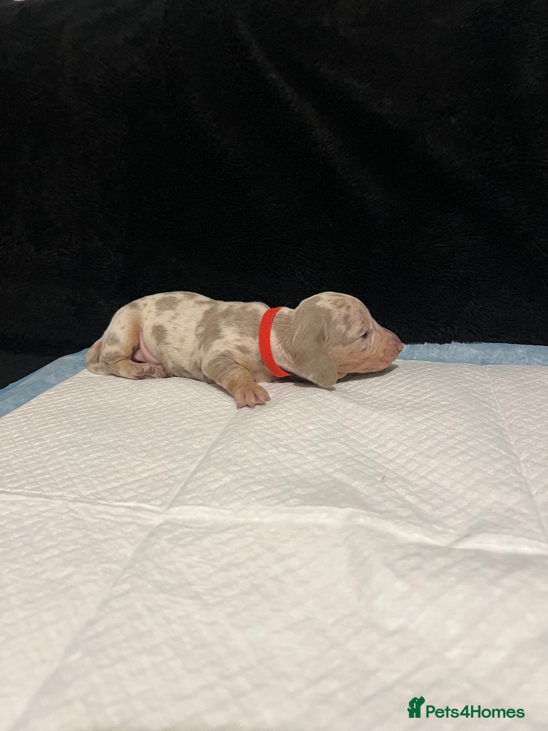 Dachshund dogs for sale:    🌈 Stunning Dachshund puppies 🌈  - Image 10