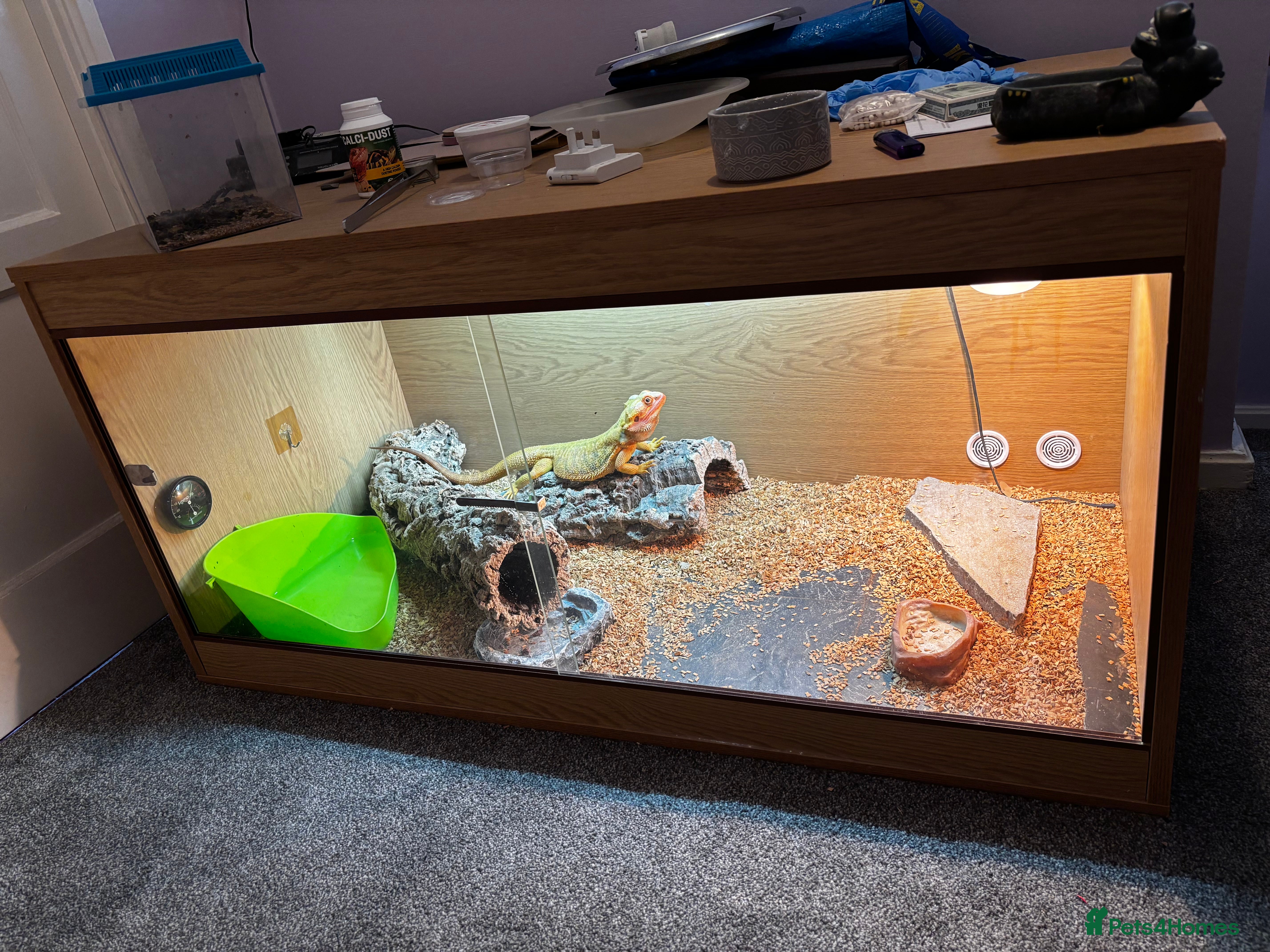 Bearded Dragon reptiles Male Orange Bearded Dragon + Full Setup  - Advert 14