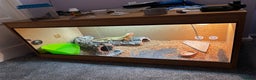 Bearded Dragon reptiles for sale: Male Orange Bearded Dragon + Full Setup  - Advert 1