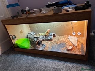 Bearded Dragon reptiles Male Orange Bearded Dragon + Full Setup - Advert 1