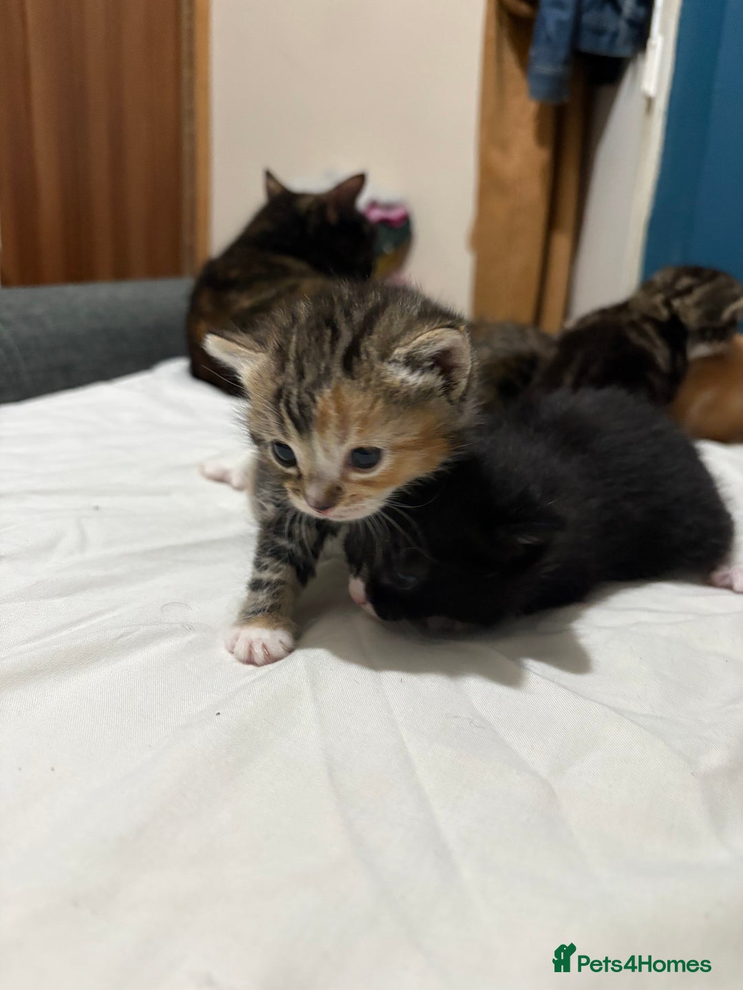 Mixed Breed cats for sale: 3 beautiful kittens looking for a forever home - Advert 7
