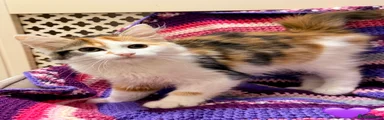 💜 Calico GIRL