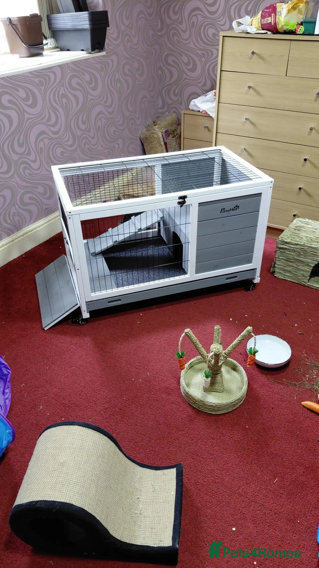 Lionhead rabbits for sale: URGENT Home needed for Harley  - Advert 5