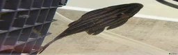 Plecos fish for sale: L027C Royal Thunder aka Golden line panaque  - Advert 13