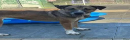 Mixed Breed dogs for adoption: Lizzie - Norwich Norfolk  - Advert 8