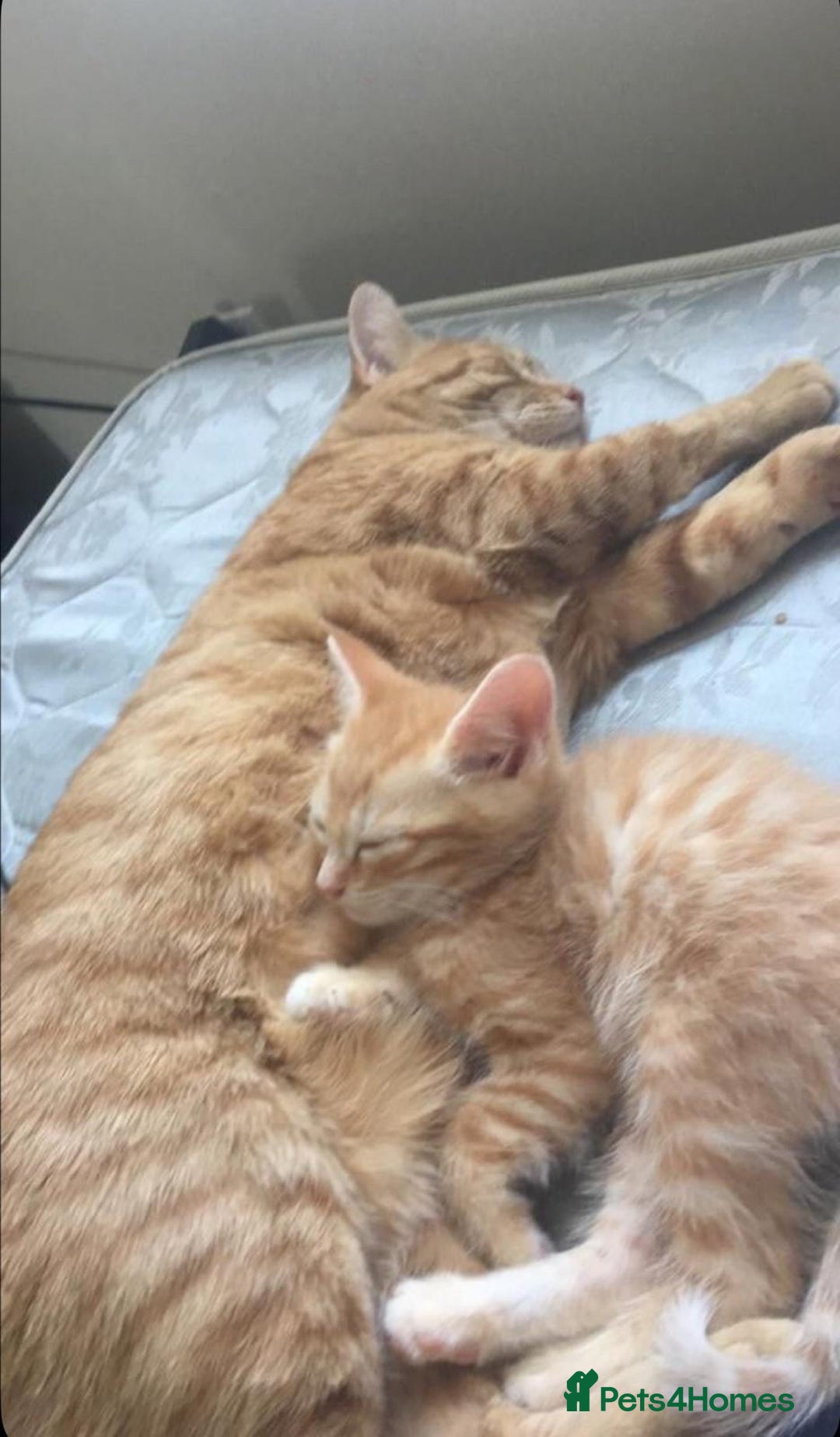 Mixed Breed cats for sale: Tabby kitten - Image 1