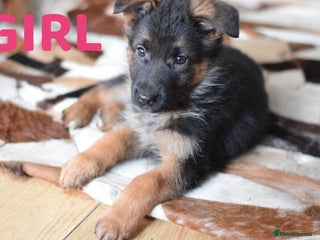German Shepherd dogs ⭐German Shepherd Puppies⭐KC Registered⭐ - Advert 5