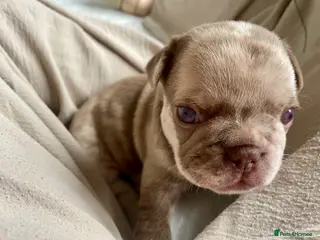 French Bulldog dogs Lilac girl 💖 Merle boy 💙 french bulldog puppies - Advert 4
