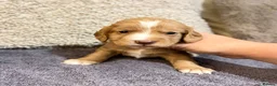Cocker Spaniel dogs for sale: 🤍 Cocker spaniel puppies 🤍 - Advert 20