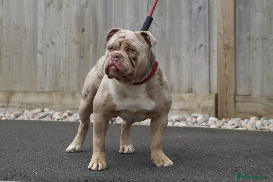 Olde English Bulldogge dogs for stud: Stud dog  in Havant - Image 2
