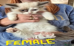Ragdoll cats for sale: Ragdoll kittens from gccf registered parents  - Image 1