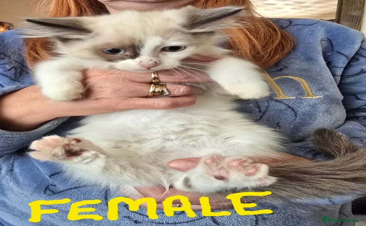 Ragdoll cats - Advert 1