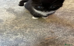 British Shorthair cats for sale: Beautiful kittens for sale - Image 35