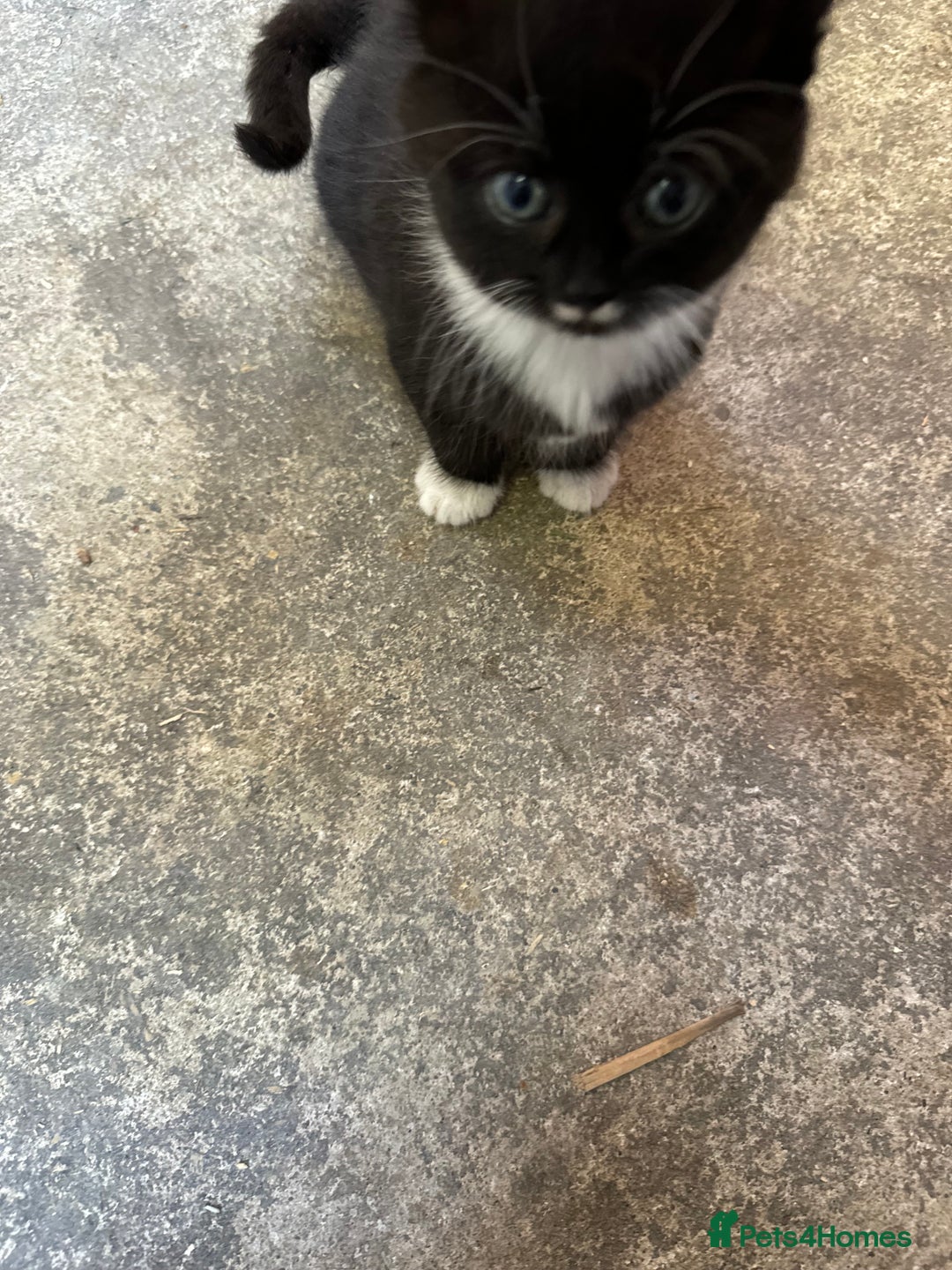 British Shorthair cats for sale: Beautiful kittens for sale - Image 35