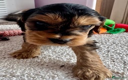 Cockapoo dogs for sale: Stunning show type cockapoo puppies  - Image 1
