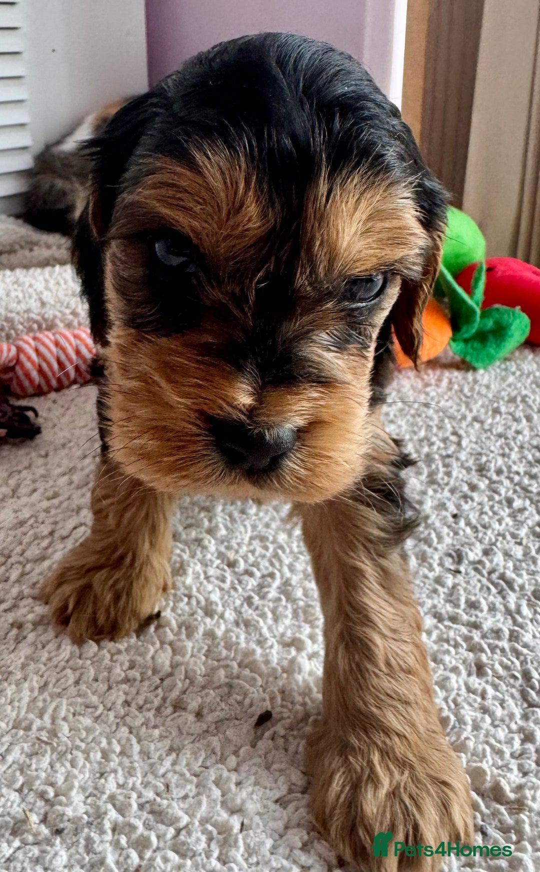 Cockapoo dogs for sale: Stunning show type cockapoo puppies  - Image 1