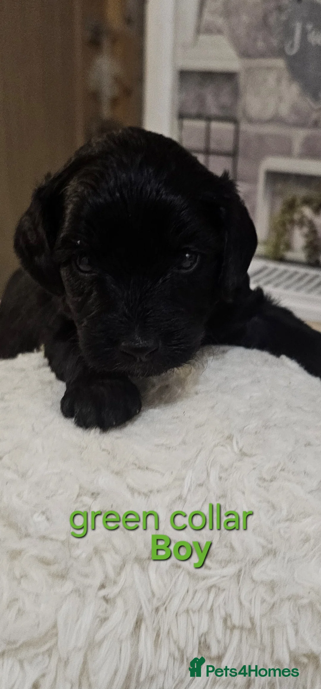 Cockapoo dogs for sale: 2 Beautiful female cockapoo left - Advert 21