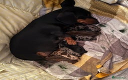 Miniature Dachshund dogs for sale: Kennel club reg miniature dachshund puppies  - Image 2