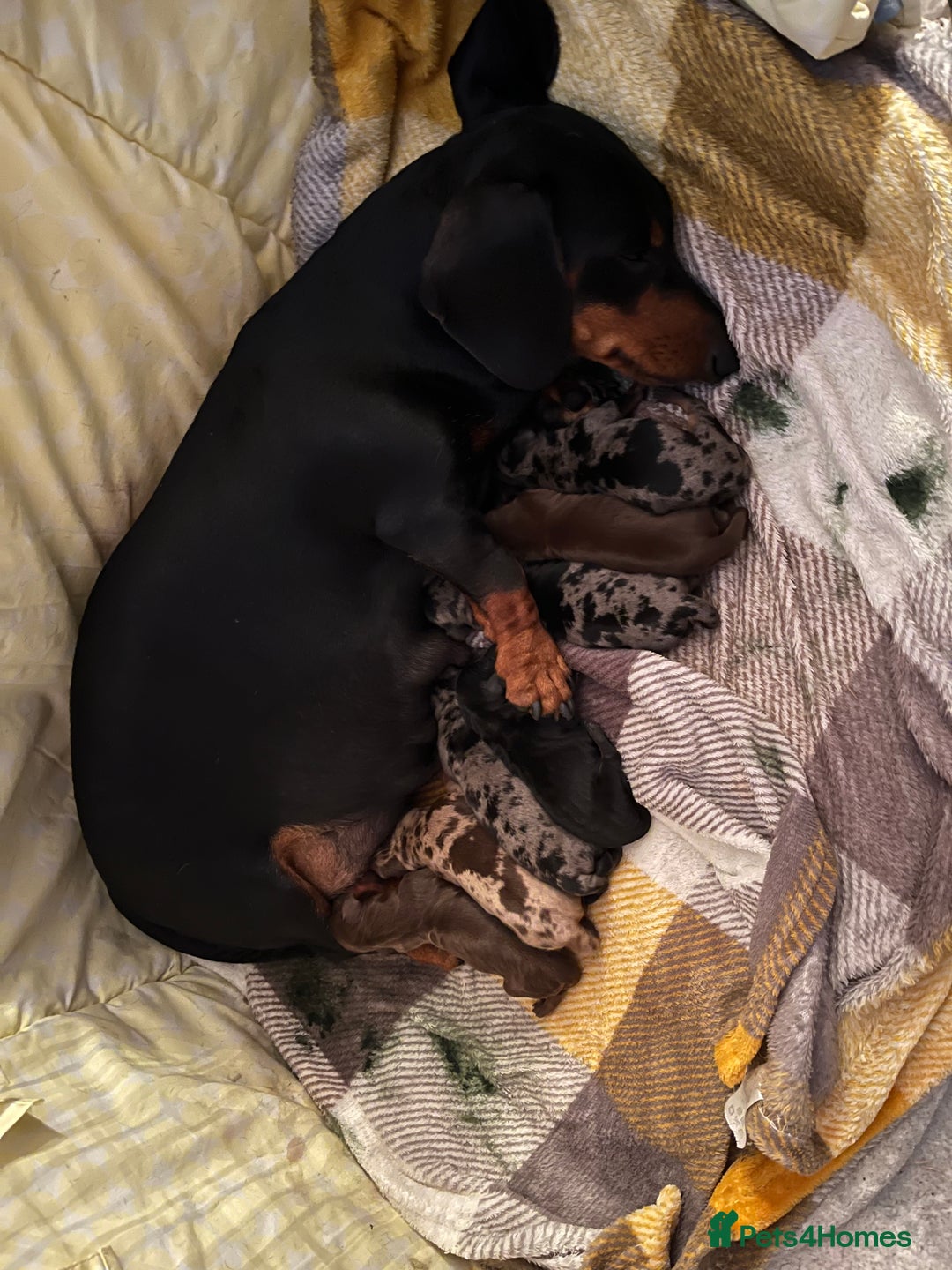 Miniature Dachshund dogs for sale: Kennel club reg miniature dachshund puppies  - Image 2