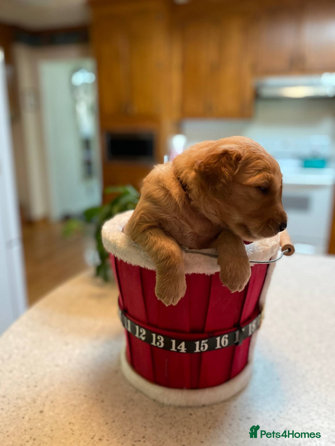 Golden Retriever dogs for sale: beautiful litter of kc Golden Retriever puppies - Image 5
