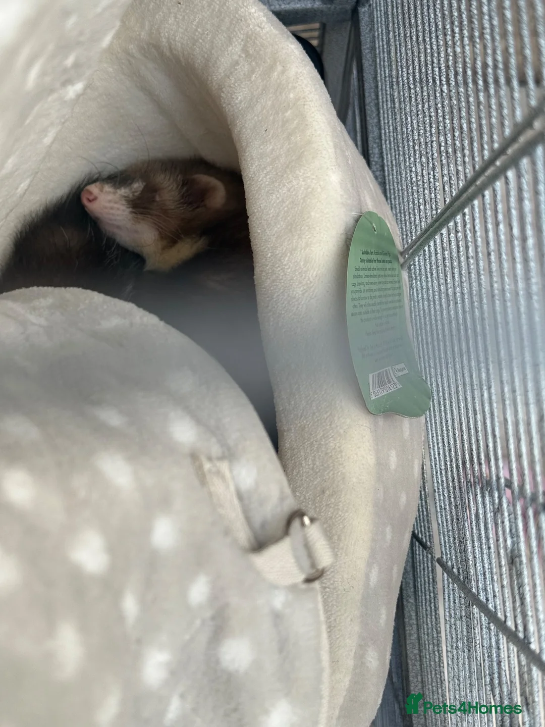 Ferret rodents for sale: Female ferret in Swindon - Advert 2
