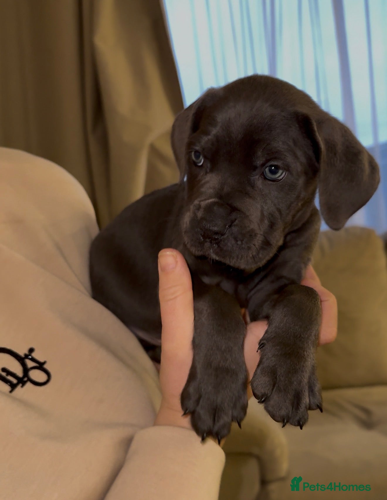 Cane Corso dogs ICF/ICCF Champion 6th GENERATION Cane Corso pups - Advert 11