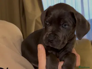 Cane Corso dogs ICF/ICCF Champion 6th GENERATION Cane Corso pups - Advert 11